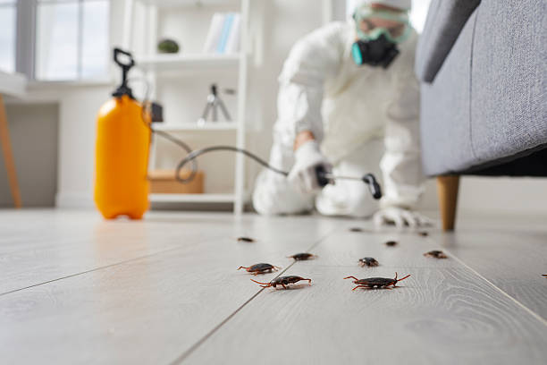 Affordable Termite Control solutions in St. Cloud, FL